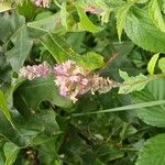 Teucrium canadense Blüte