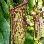 Nepenthes campanulata برگ