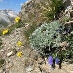 Artemisia glacialis Fleur