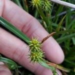 Carex flava 花