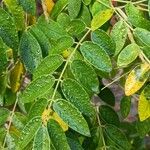 Wisteria frutescens Leaf