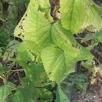 Phlomoides tuberosa Листок