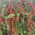 Berberis aggregata Fruit