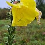 Oenothera × fallax Blomst