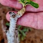 Adenium multiflorum Frunză