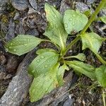 Doronicum clusii Leaf