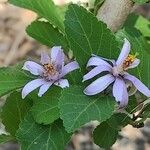 Grewia occidentalis Flor