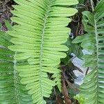 Polypodium virginianum Levél