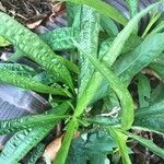 Carex plantaginea Leaf