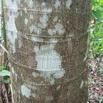 Cecropia schreberiana Corteza