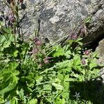 Geum rivale Habitus