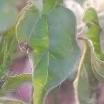 Jacquemontia tamnifolia Blatt