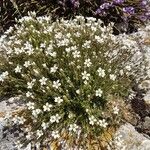 Arenaria grandiflora Habitus