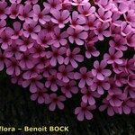 Androsace ciliata Mosusu