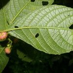 Siparuna thecaphora Leaf