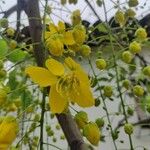 Cassia fistulaFlower