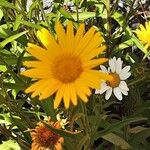 Buphthalmum salicifolium Flor