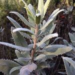 Eriodictyon crassifolium Hoja