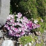 Androsace ciliata Flower