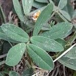 Arachis burkartii 葉
