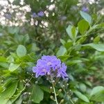 Duranta erectaFlower