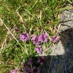 Thymus praecoxÕis