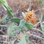 Centaurea seridis Virág