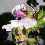 Eulophia horsfallii Flower