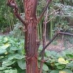 Acer griseum Συνήθη χαρακτηριστικά