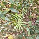 Eucalyptus lehmannii Fruit