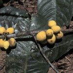 Garcinia benthamiana Fruit