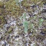 Paepalanthus fasciculatus Hoja