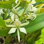 Prosthechea fragrans Кветка