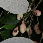 Licania hypoleuca Fruit