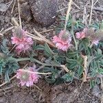 Indigofera volkensii Costuma