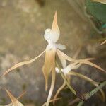 Aerangis bouarensis 花