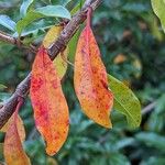 Photinia davidiana 叶