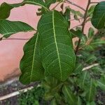 Cupaniopsis anacardioides Blatt