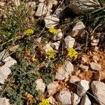 Alyssum alpestre Λουλούδι