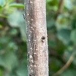 Cotinus coggygria Bark