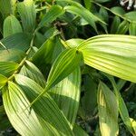 Sobralia macrantha cv. 'Alba' ᱥᱟᱠᱟᱢ