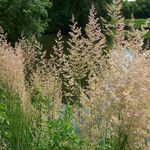 Agrostis capillaris Flor