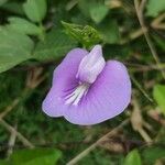 Centrosema virginianum Flower