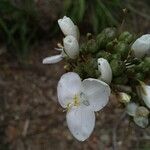 Libertia chilensis Blomst