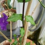 Thunbergia erecta Blad