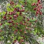 Erica arborea Feuille