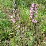 Pedicularis rostratospicata 花