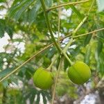Manihot grahamii Fruit