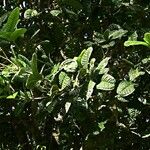 Syzygium bullatum