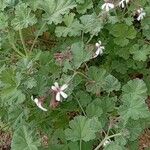 Pelargonium odoratissimum Habit